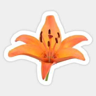 Lilium  &#39;Orange Pixie&#39;  Dwarf Asiatic lily Sticker